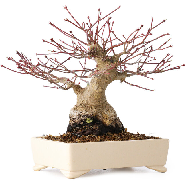 Acer palmatum, 17 cm, ± 25 anni, con un nebari di 9 cm
