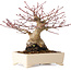 Acer palmatum, 17 cm, ± 25 anni, con un nebari di 9 cm
