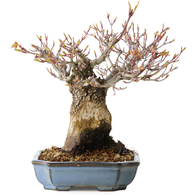 Acer palmatum Arakawa, 16 cm, ± 20 ans, avec un nebari de 8 cm