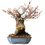 Acer palmatum Arakawa, 16 cm, ± 20 jaar oud, met een nebari van 8 cm