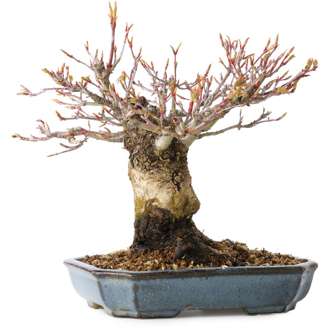 Acer palmatum Arakawa, 16 cm, ± 20 Jahre alt, mit einem Nebari von 8 cm