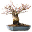 Acer palmatum Arakawa, 16 cm, ± 20 jaar oud, met een nebari van 8 cm