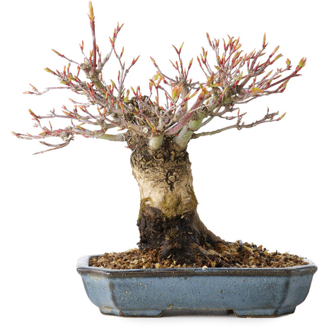 Acer palmatum Arakawa, 16 cm, ± 20 anni, con un nebari di 8 cm