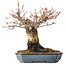 Acer palmatum Arakawa, 16 cm, ± 20 jaar oud, met een nebari van 8 cm