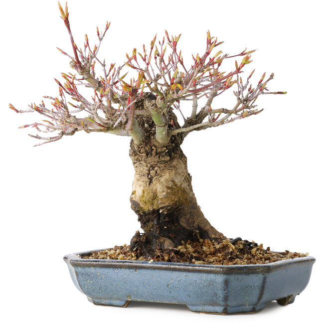 Acer palmatum Arakawa, 16 cm, ± 20 jaar oud, met een nebari van 8 cm