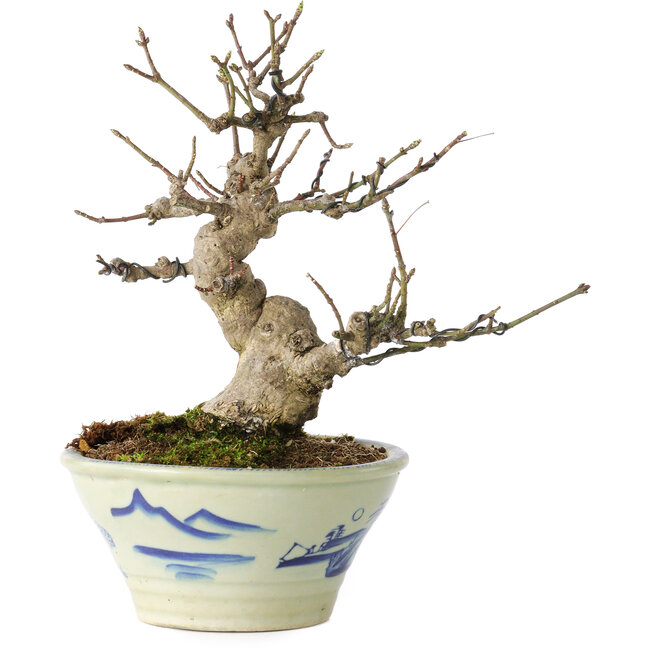 Euonymus alatus, 17 cm, ± 20 anni, in un vaso Seto Yaki