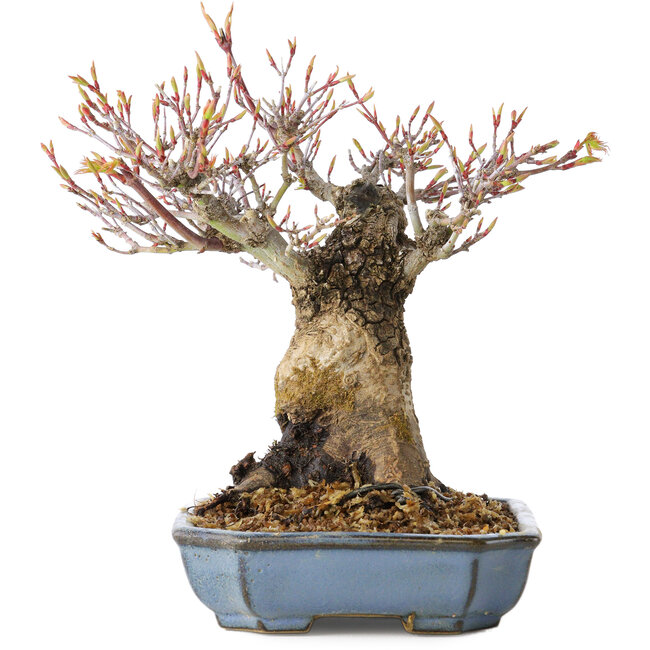 Acer palmatum Arakawa, 16 cm, ± 20 Jahre alt, mit einem Nebari von 8 cm