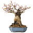 Acer palmatum Arakawa, 16 cm, ± 20 jaar oud, met een nebari van 8 cm
