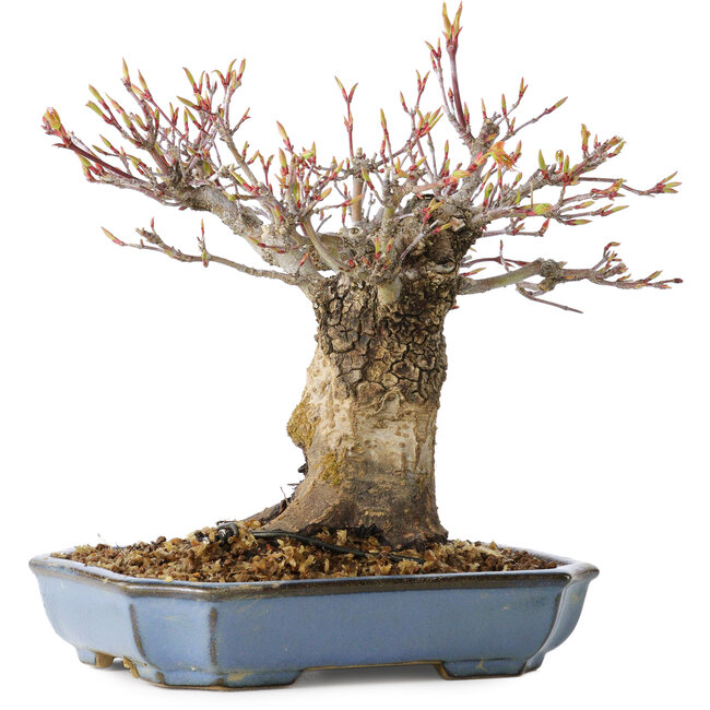 Acer palmatum Arakawa, 16 cm, ± 20 jaar oud, met een nebari van 8 cm
