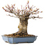Acer palmatum Arakawa, 16 cm, ± 20 jaar oud, met een nebari van 8 cm