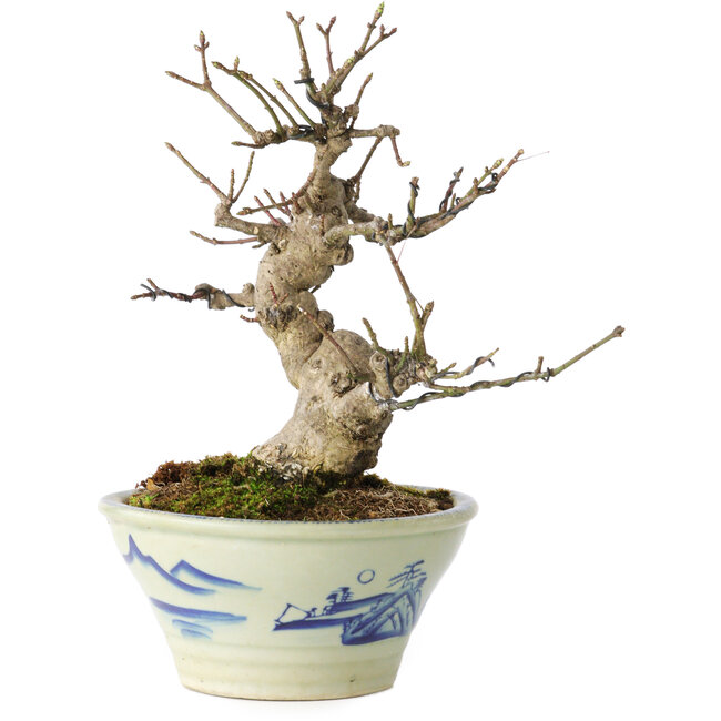 Euonymus alatus, 17 cm, ± 20 Jahre alt, in einem Seto Yaki-Topf