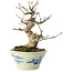 Euonymus alatus, 17 cm, ± 20 jaar oud, in een Seto Yaki pot