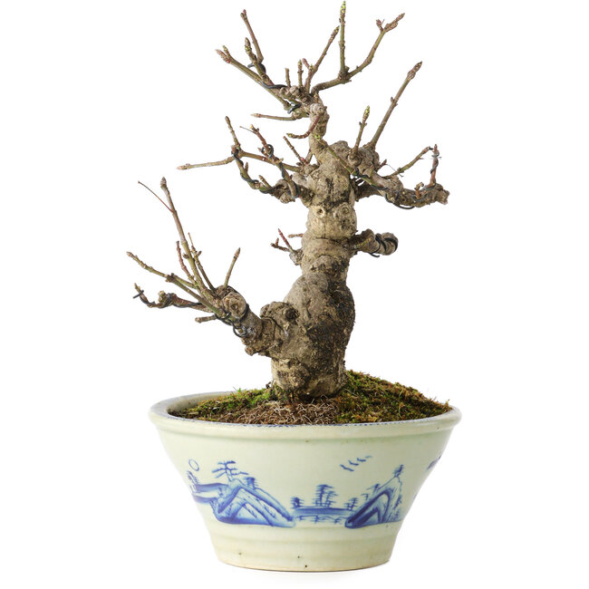 Euonymus alatus, 17 cm, ± 20 jaar oud, in een Seto Yaki pot