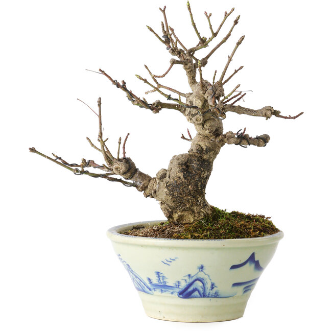 Euonymus alatus, 17 cm, ± 20 years old, in a Seto Yaki pot
