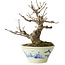 Euonymus alatus, 17 cm, ± 20 jaar oud, in een Seto Yaki pot