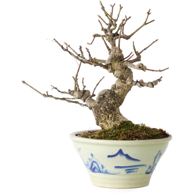 Euonymus alatus, 17 cm, ± 20 jaar oud, in een Seto Yaki pot