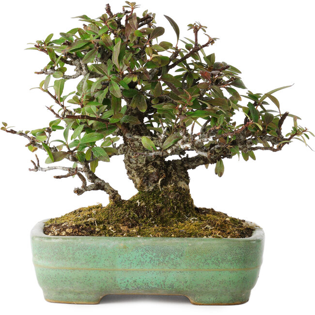 Pyracantha, 18 cm, ± 25 anni, con un nebari di 8 cm, in un vaso giapponese fatto a mano da Yamafusa
