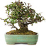 Pyracantha, 18 cm, ± 25 anni, con un nebari di 8 cm, in un vaso giapponese fatto a mano da Yamafusa