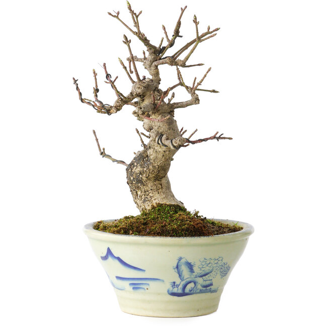 Euonymus alatus, 17 cm, ± 20 years old, in a Seto Yaki pot