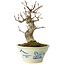 Euonymus alatus, 17 cm, ± 20 jaar oud, in een Seto Yaki pot