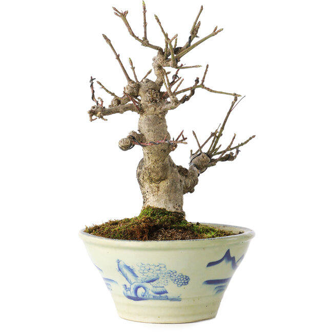 Euonymus alatus, 17 cm, ± 20 Jahre alt, in einem Seto Yaki-Topf