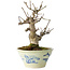 Euonymus alatus, 17 cm, ± 20 jaar oud, in een Seto Yaki pot