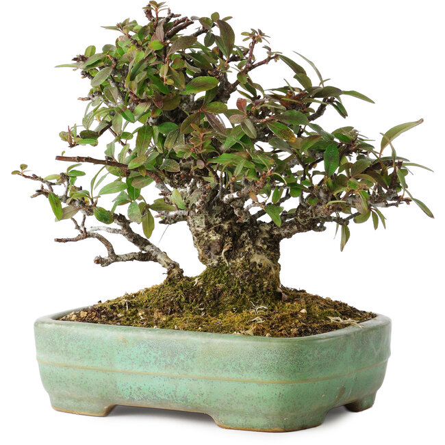 Pyracantha, 18 cm, ± 25 anni, con un nebari di 8 cm, in un vaso giapponese fatto a mano da Yamafusa