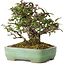 Pyracantha, 18 cm, ± 25 anni, con un nebari di 8 cm, in un vaso giapponese fatto a mano da Yamafusa
