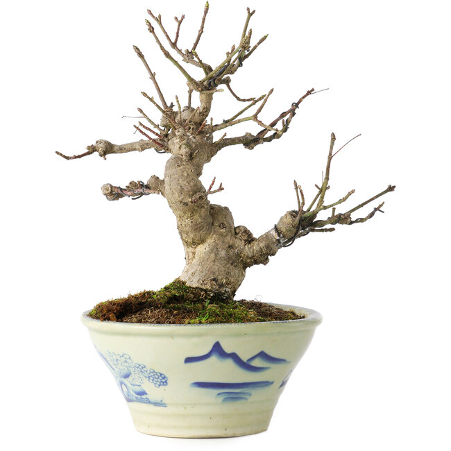 Euonymus alatus, 17 cm, ± 20 anni, in un vaso Seto Yaki