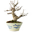 Euonymus alatus, 17 cm, ± 20 jaar oud, in een Seto Yaki pot