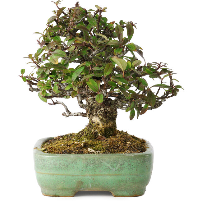 Pyracantha, 18 cm, ± 25 jaar oud, met een nebari van 8 cm, in een handgemaakte Japanse pot van Yamafusa