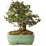 Pyracantha, 18 cm, ± 25 anni, con un nebari di 8 cm, in un vaso giapponese fatto a mano da Yamafusa