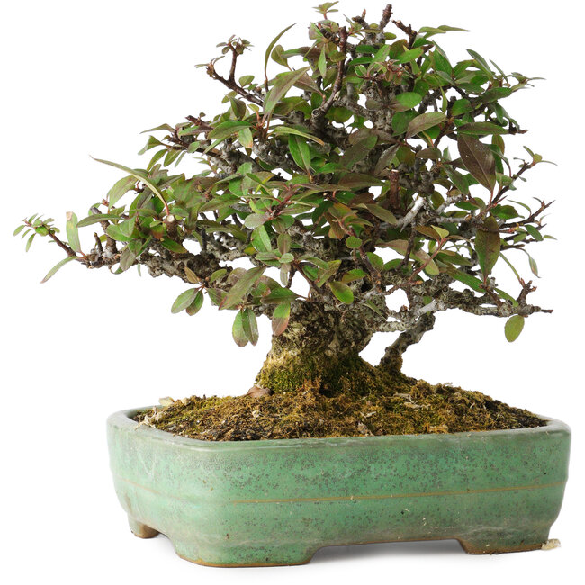 Pyracantha, 18 cm, ± 25 anni, con un nebari di 8 cm, in un vaso giapponese fatto a mano da Yamafusa