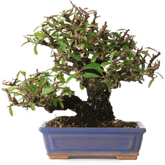 Pyracantha, 18 cm, ± 30 jaar oud