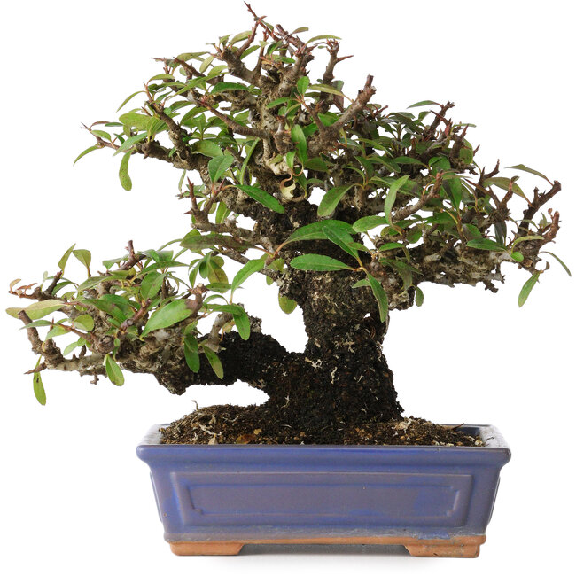 Pyracantha, 18 cm, ± 30 anni, con un nebari di 7 cm