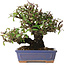 Pyracantha, 18 cm, ± 30 anni, con un nebari di 7 cm