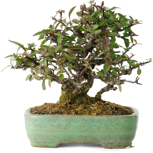 Pyracantha, 18 cm, ± 25 años, con un nebari de 8 cm, en una maceta japonesa hecha a mano por Yamafusa