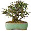 Pyracantha, 18 cm, ± 25 anni, con un nebari di 8 cm, in un vaso giapponese fatto a mano da Yamafusa