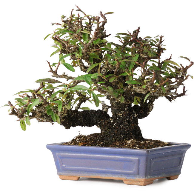 Pyracantha, 18 cm, ± 30 anni, con un nebari di 7 cm
