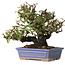 Pyracantha, 18 cm, ± 30 anni, con un nebari di 7 cm