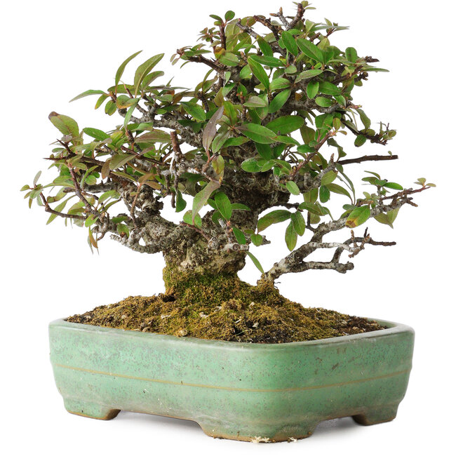 Pyracantha, 18 cm, ± 25 años, con un nebari de 8 cm, en una maceta japonesa hecha a mano por Yamafusa