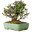 Pyracantha, 18 cm, ± 25 years old, with a nebari of 8 cm, in a handmade Japanese pot by Yamafusa