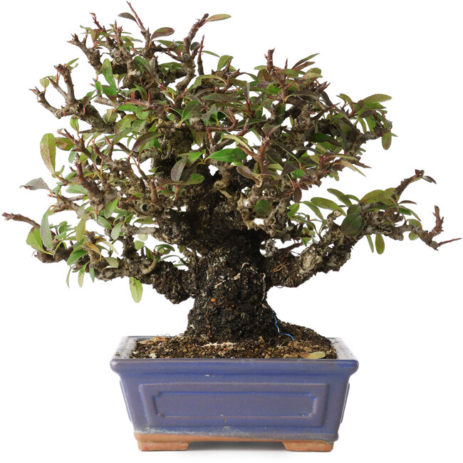 Pyracantha, 18 cm, ± 30 jaar oud, met een nebari van 7 cm