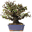 Pyracantha, 18 cm, ± 30 anni, con un nebari di 7 cm