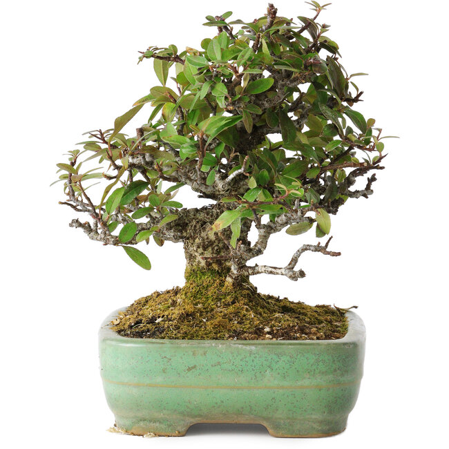 Pyracantha, 18 cm, ± 25 ans, avec un nebari de 8 cm, dans un pot japonais fait main par Yamafusa