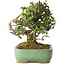 Pyracantha, 18 cm, ± 25 anni, con un nebari di 8 cm, in un vaso giapponese fatto a mano da Yamafusa
