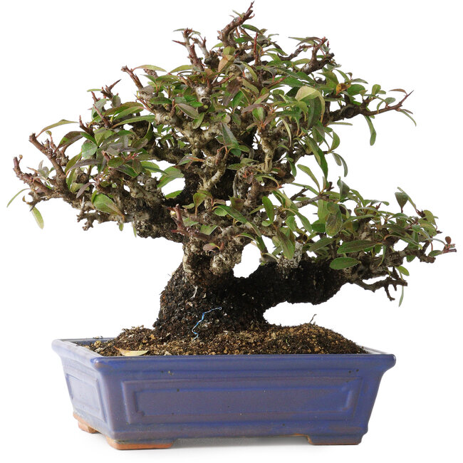 Pyracantha, 18 cm, ± 30 anni, con un nebari di 7 cm