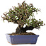 Pyracantha, 18 cm, ± 30 ans, avec un nebari de 7 cm