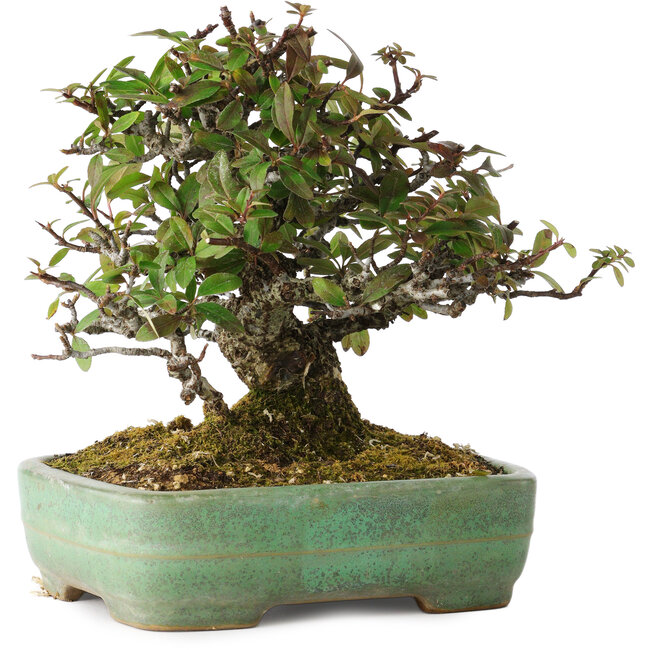 Pyracantha, 18 cm, ± 25 anni, con un nebari di 8 cm, in un vaso giapponese fatto a mano da Yamafusa