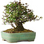 Pyracantha, 18 cm, ± 25 anni, con un nebari di 8 cm, in un vaso giapponese fatto a mano da Yamafusa
